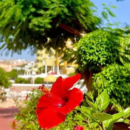 Cozy Two Bed Apartment. Apartamento Costa Adeje (Tenerife)