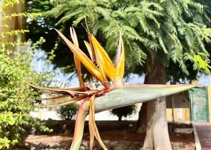 Cozy Two Bed Apartment. Costa Adeje